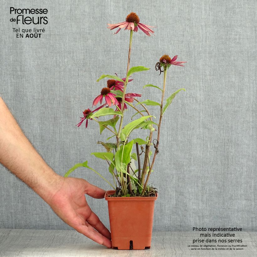 Amostra de Echinacea purpurea Summer Cocktail Vaso de 1 L/1,5 L tal como entregue no verão