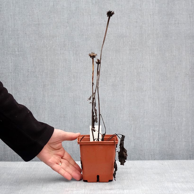 Amostra de Echinacea purpurea Summer Cocktail Vaso de 1 L/1,5 L tal como entregue no inverno