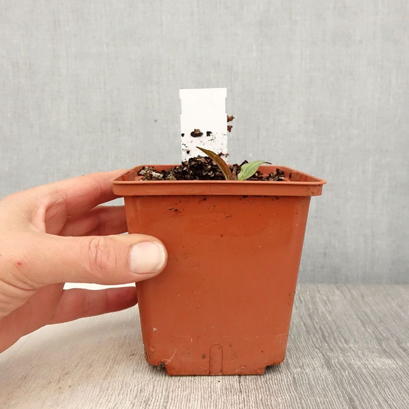 Amostra de Echinacea purpurea Summer Cocktail Vaso de 1 L/1,5 L tal como entregue na primavera