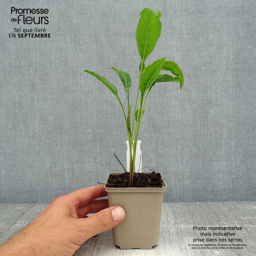 Amostra de Echinacea purpurea Sundown Vaso de 8/9 cm tal como entregue no verão