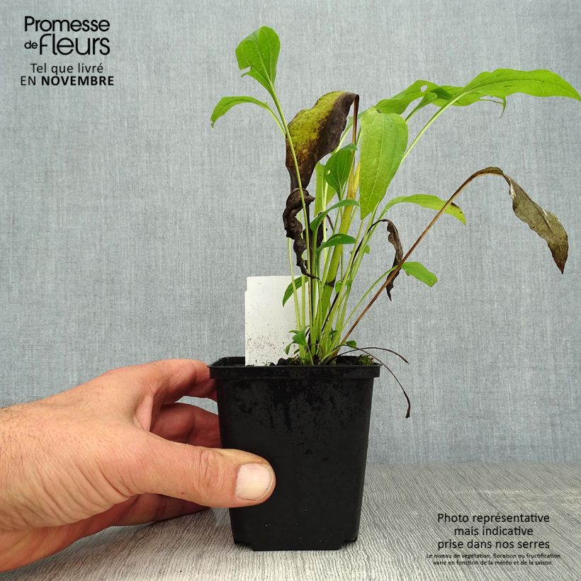 Amostra de Echinacea purpurea Sunrise Vaso de 8/9 cm tal como entregue no outono