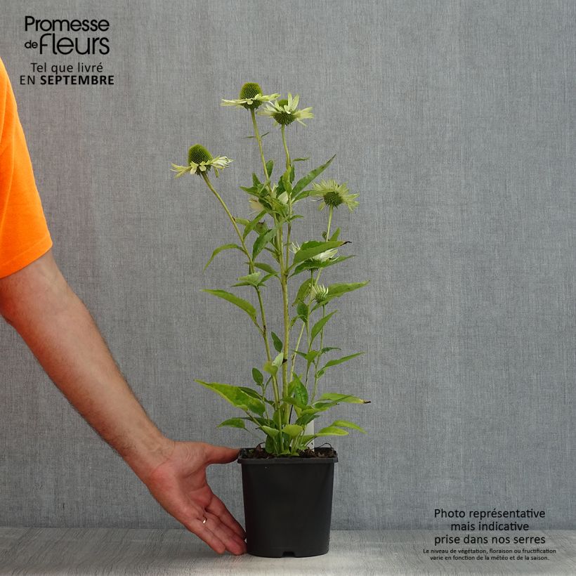 Amostra de Echinacea purpurea Virgin Vaso de 2 L/3 L tal como entregue no verão