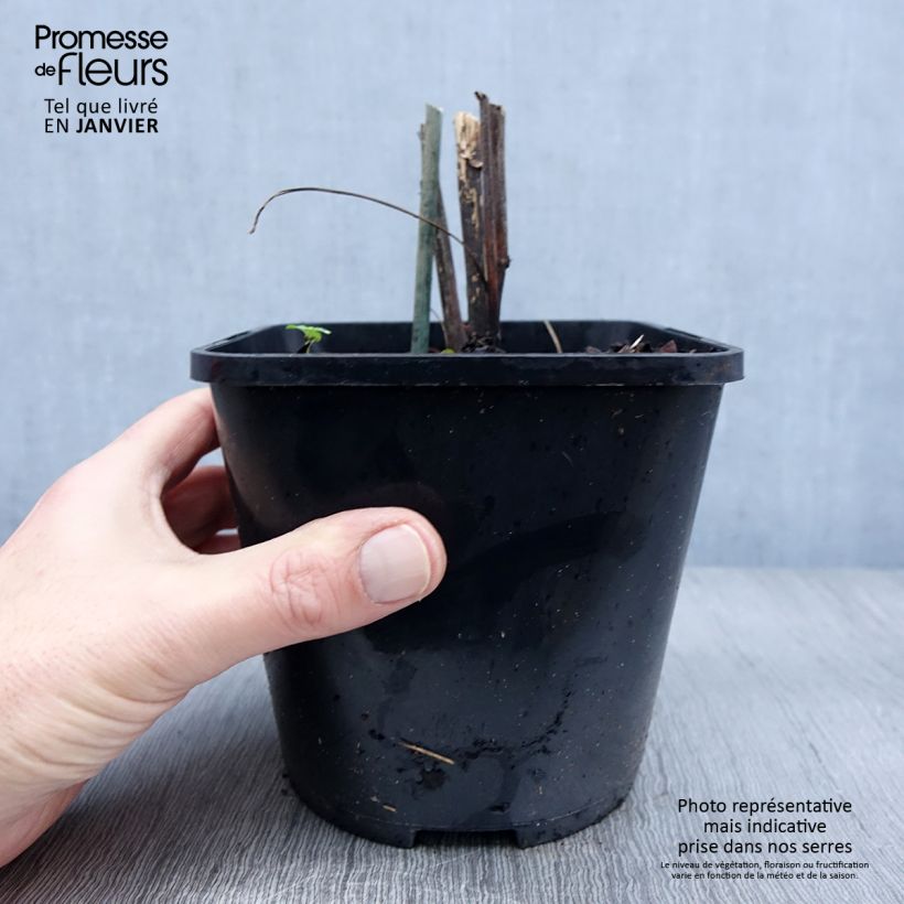 Amostra de Echinacea purpurea Virgin Vaso de 2 L/3 L tal como entregue no inverno