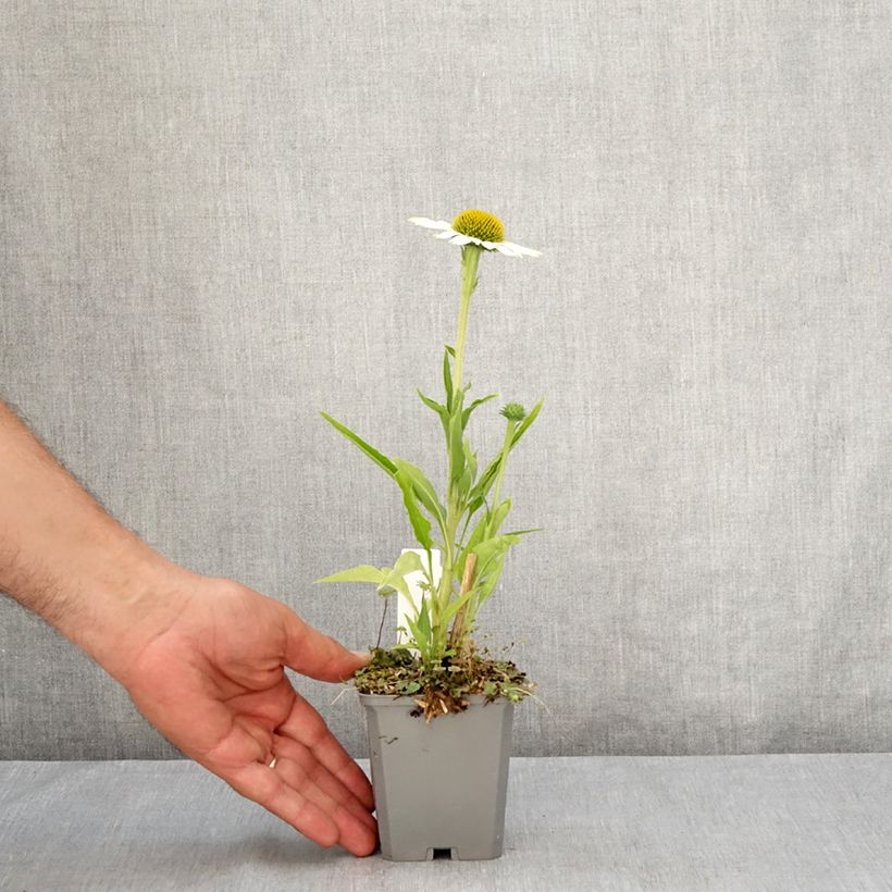 Amostra de Echinacea purpurea White Meditation Vaso de 8/9 cm tal como entregue no verão