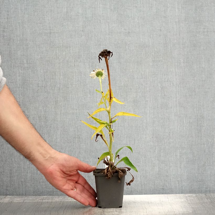 Amostra de Echinacea purpurea White Meditation Godet de 8/9 cm tal como entregue no outono