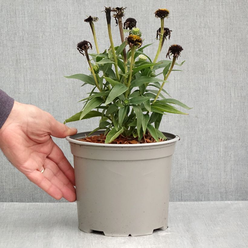 Amostra de Echinacea purpurea White Meditation Vaso de 3 L/4 L tal como entregue no outono