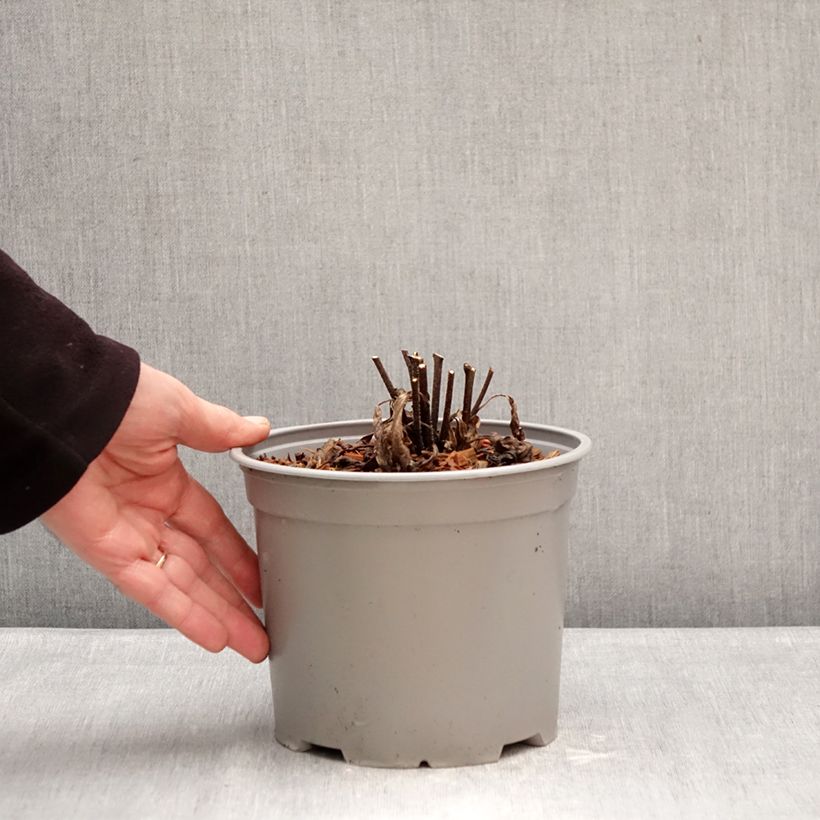 Amostra de Echinacea purpurea White Meditation Vaso de 3 L/4 L tal como entregue no inverno