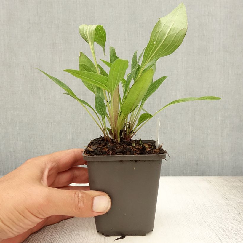 Amostra de Echinacea Southern Belle Vaso de 8/9 cm tal como entregue no verão