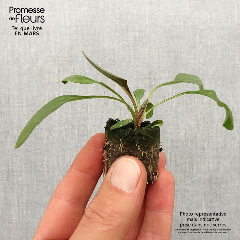 Amostra de Echinacea Sun Magic Vintage Orange - Echinacée Mini-motte Ø 3/4 cm tal como entregue na primavera