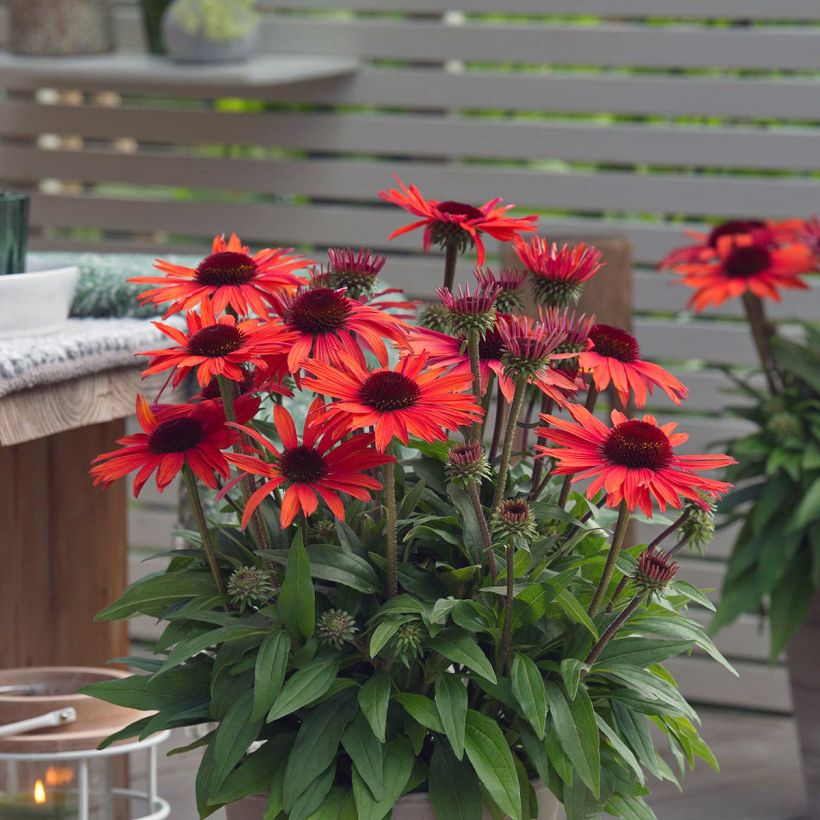 Echinacea Sun Magic Vintage Orange (Floração)