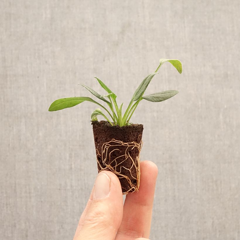 Amostra de Echinacea Sun Magic Vintage White Mini-torrão Ø 3/4 cm tal como entregue na primavera