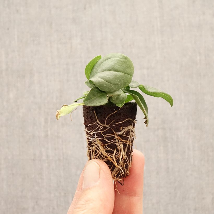 Amostra de Echinacea Sun Magic Vintage Yellow Mini-torrão Ø 3/4 cm tal como entregue na primavera