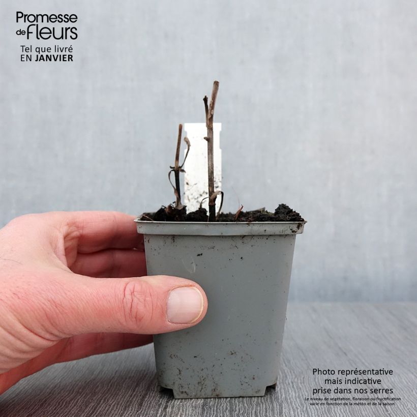 Amostra de Echinacea Sunny Days Lemon - Echinacée Godet de 8/9 cm tal como entregue no inverno