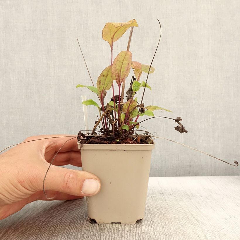 Amostra de Echinacea Sunny Meadow Mama Vaso de 8/9 cm tal como entregue no outono