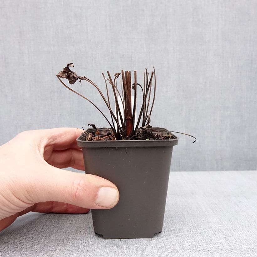 Amostra de Echinacea Sunny Meadow Mama - Echinacée Godet de 8/9 cm tal como entregue no inverno