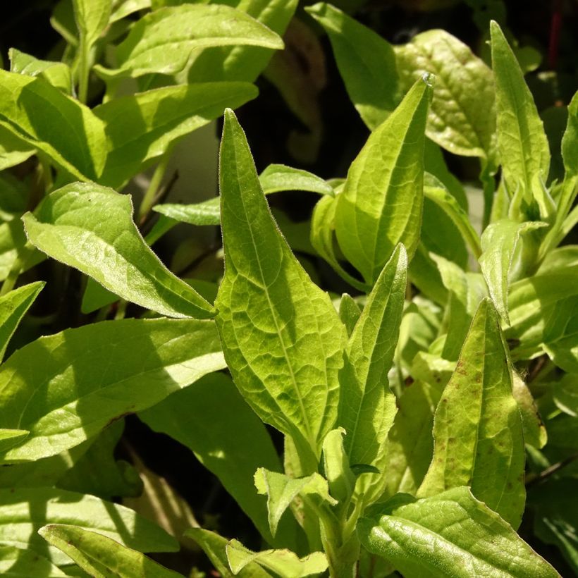 Echinacea Sunny Meadow Mama (Folhagem)