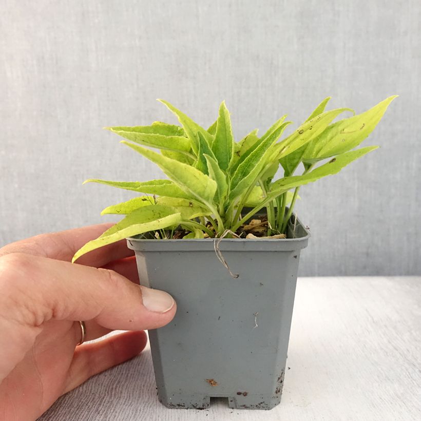 Amostra de Echinacea SunSeekers Apple Green Vaso de 8/9 cm tal como entregue no verão