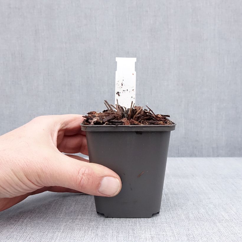 Amostra de Echinacea SunSeekers Apple Green Vaso de 8/9 cm tal como entregue no inverno