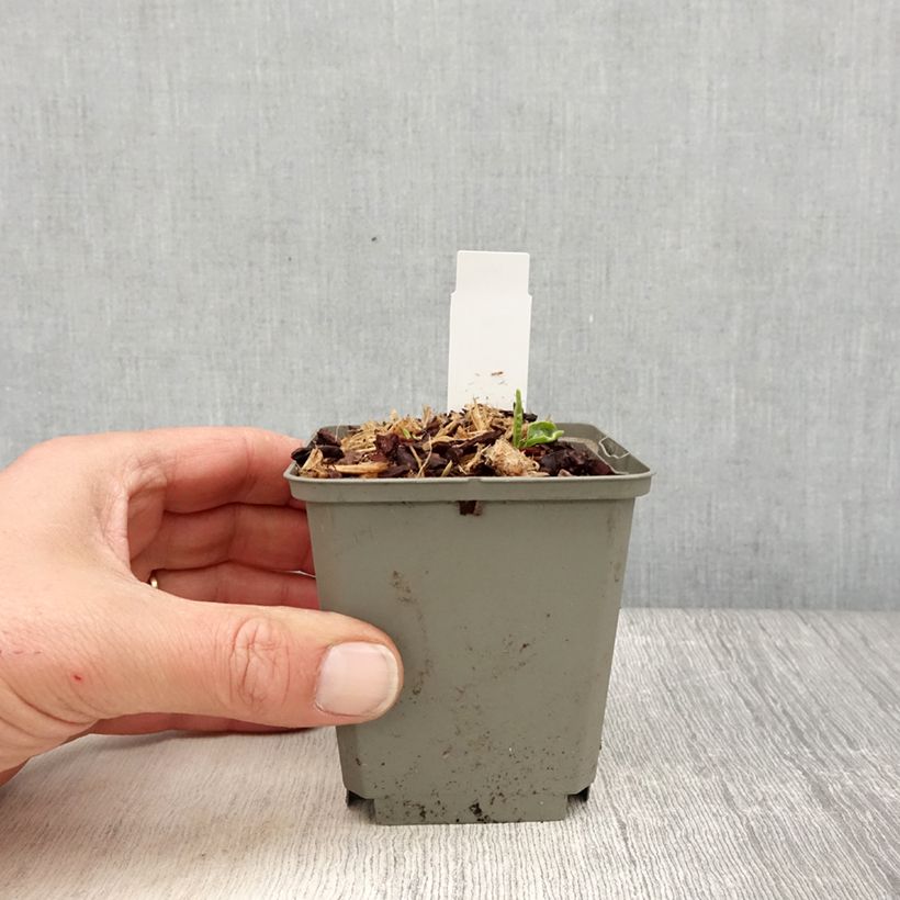 Amostra de Echinacea SunSeekers Apple Green Vaso de 8/9 cm tal como entregue na primavera