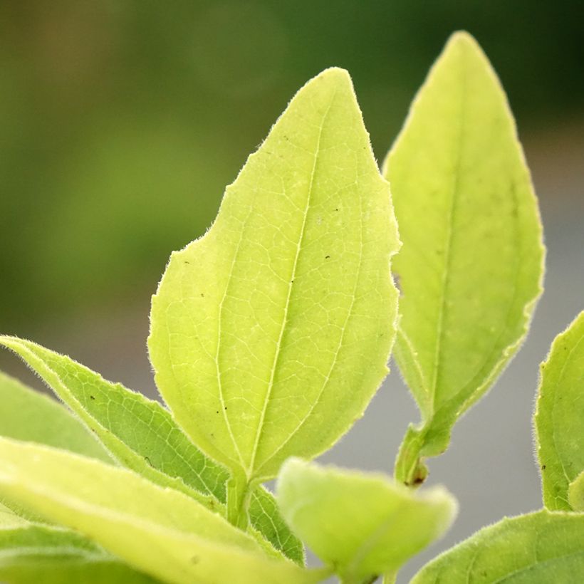 Echinacea SunSeekers Apple Green (Folhagem)