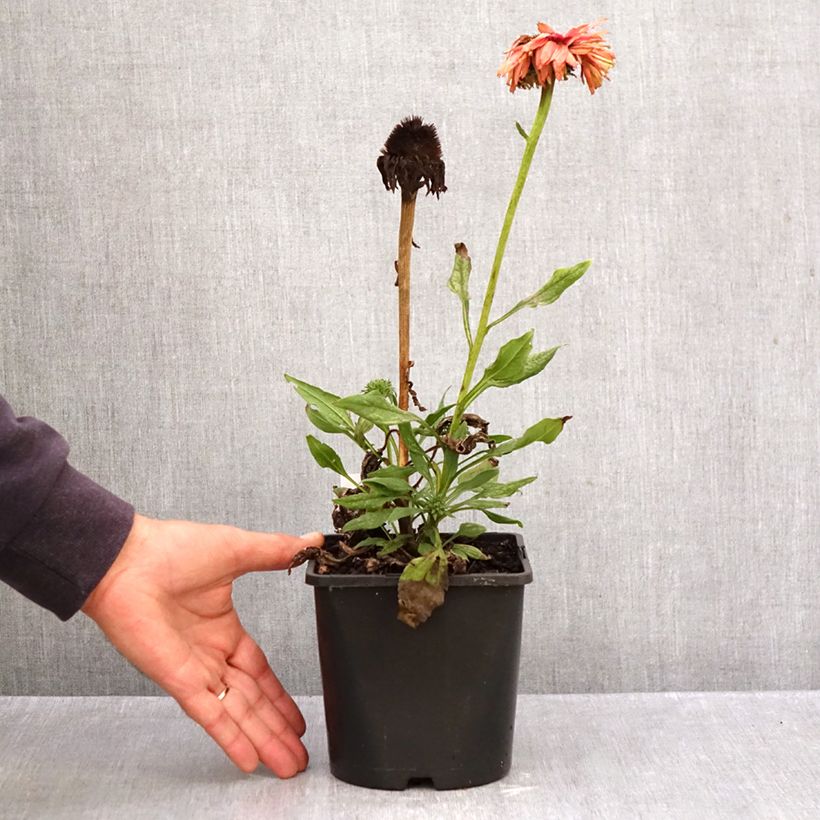 Amostra de Echinacea purpurea SunSeekers Rainbow Vaso de 1,5 L/2 L tal como entregue no outono