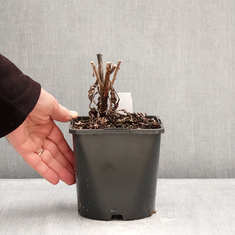 Amostra de Echinacea purpurea SunSeekers Rainbow Vaso de 1,5 L/2 L tal como entregue no inverno