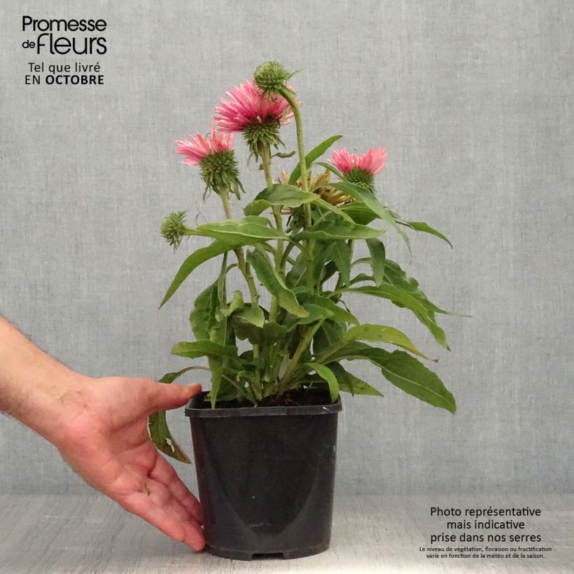 Amostra de Echinacea SunSeekers Salmon Vaso de 2 L/3 L tal como entregue no outono