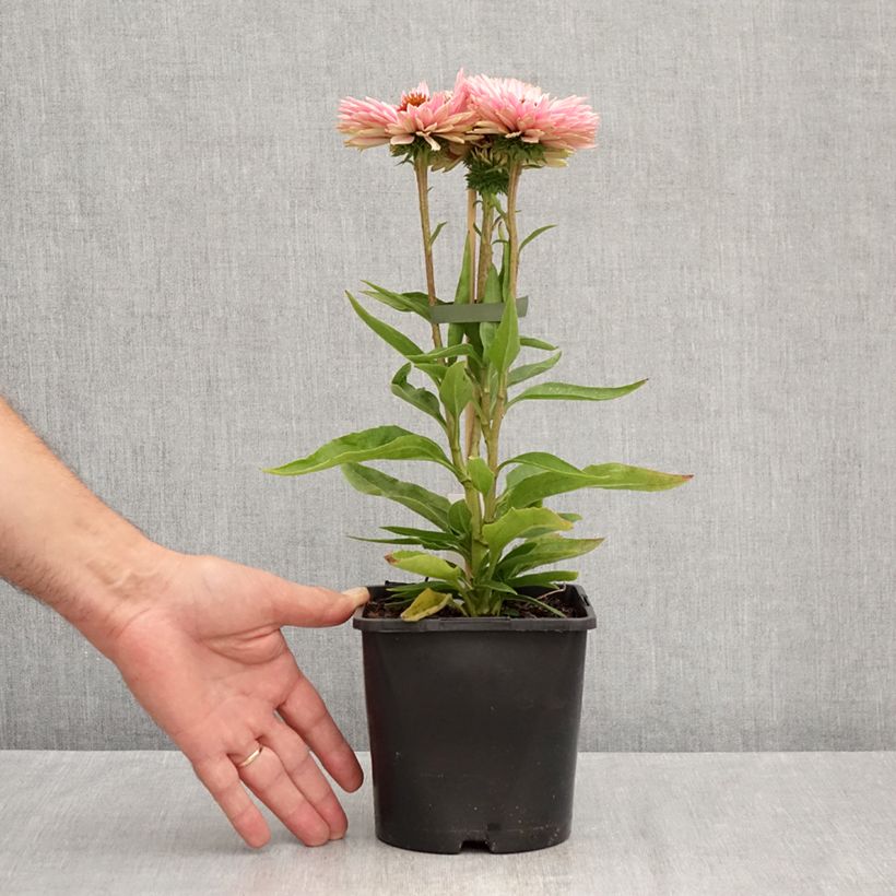 Amostra de Echinacea SunSeekers Salmon Vaso de 2 L/3 L tal como entregue no verão