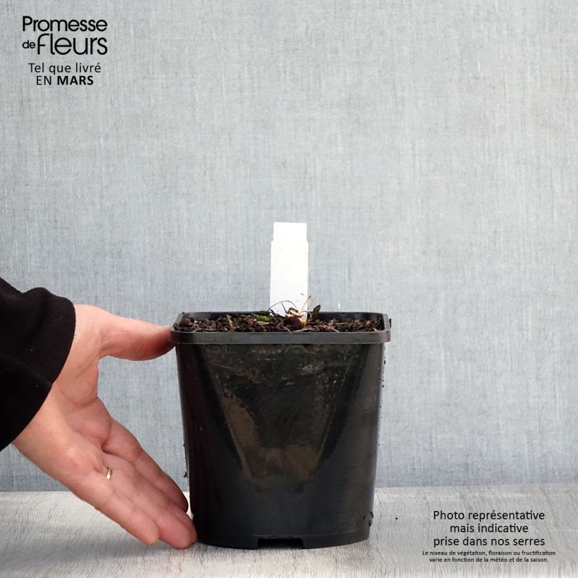 Amostra de Echinacea SunSeekers Salmon Vaso de 2 L/3 L tal como entregue na primavera