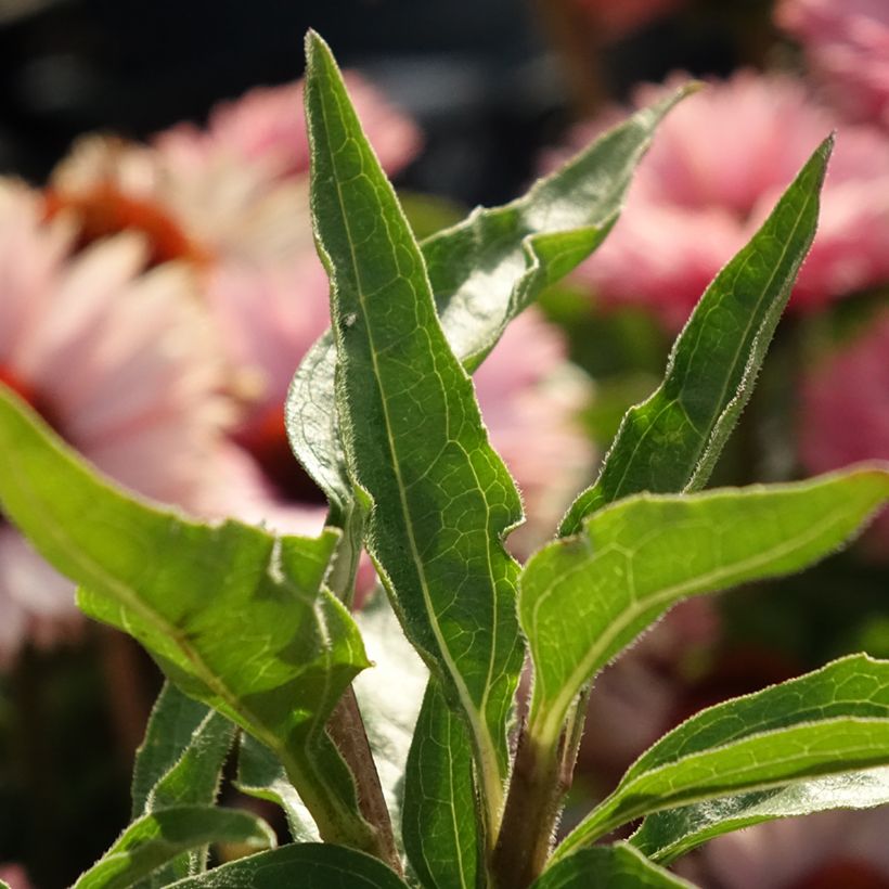Echinacea SunSeekers Salmon (Folhagem)