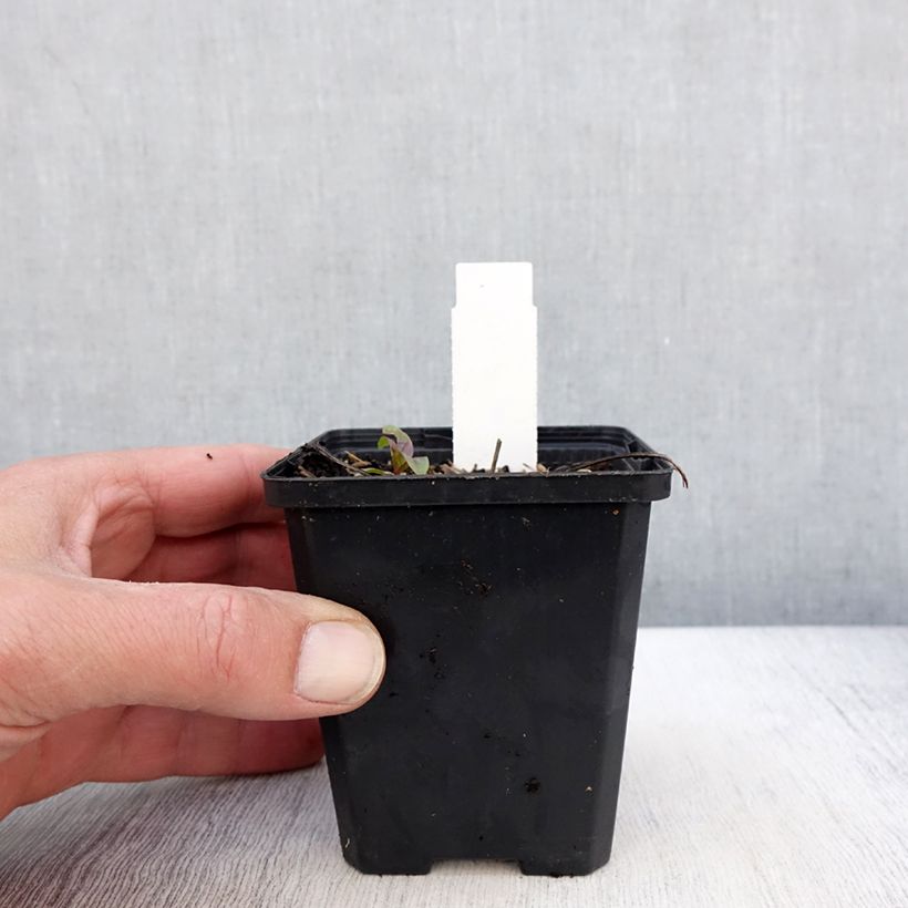 Amostra de Echinacea SunSeekers Sweet Fuchsia - Echinacée Vaso de 8/9 cm tal como entregue na primavera