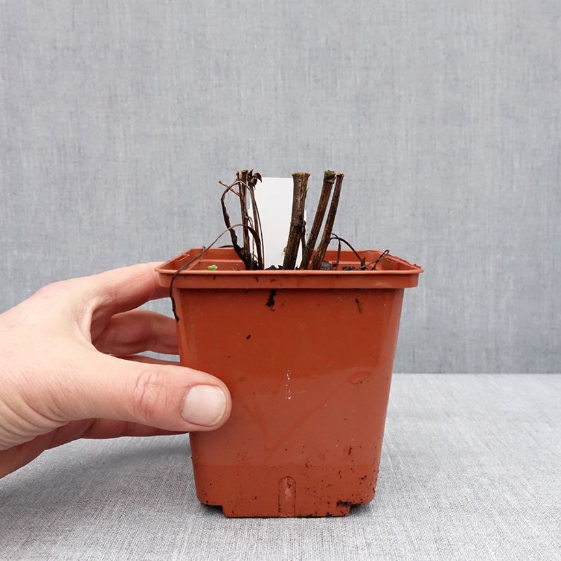 Amostra de Echinacea Sunseekers Tequila Sunrise - Echinacée Pot de 1L/1,5L tal como entregue no inverno