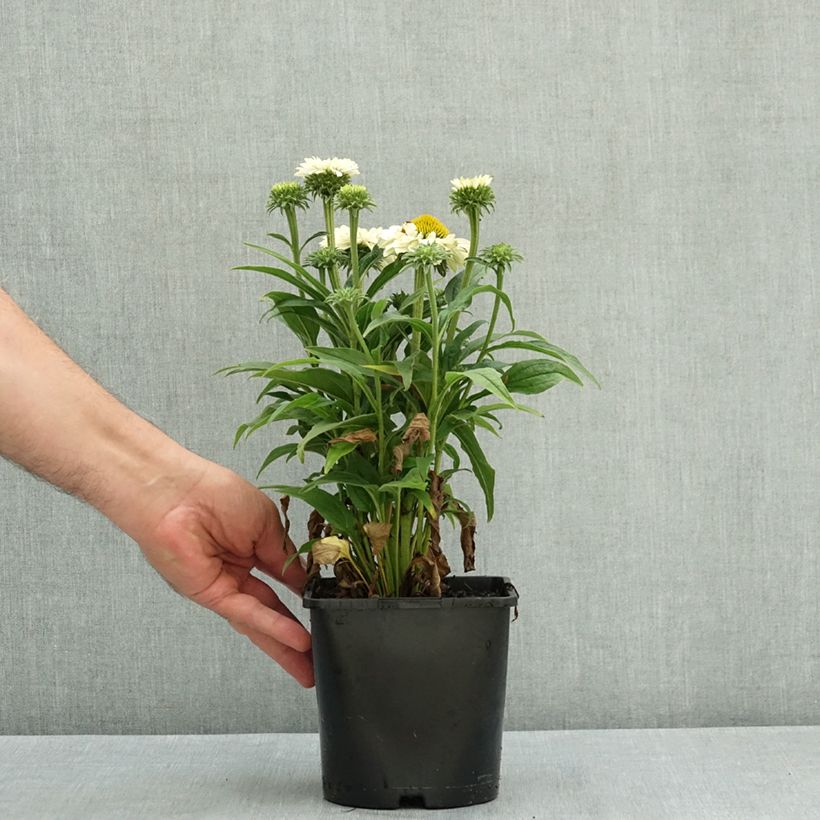 Amostra de Echinacea SunSeekers White Perfection Vaso de 2 L/3 L tal como entregue no verão