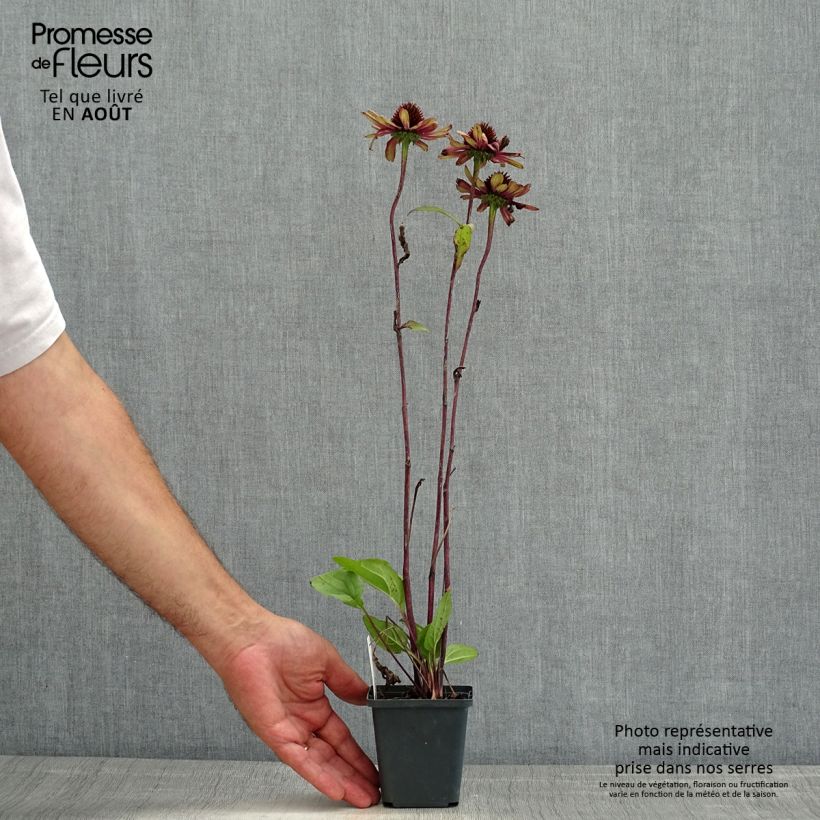 Amostra de Echinacea Sweet Sandia Vaso de 8/9 cm tal como entregue no verão