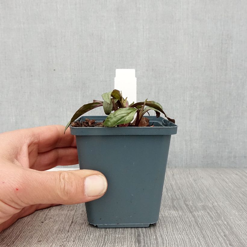 Amostra de Echinacea Sweet Sandia Vaso de 8/9 cm tal como entregue na primavera