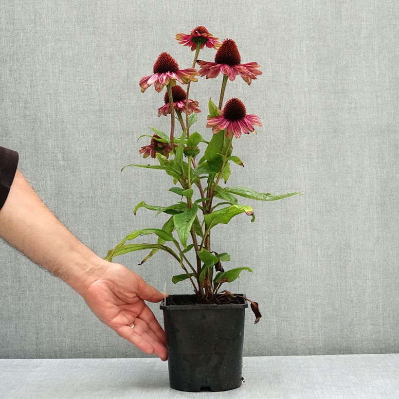 Amostra de Echinacea Sweet Sandia Vaso de 2 L/3 L tal como entregue no verão