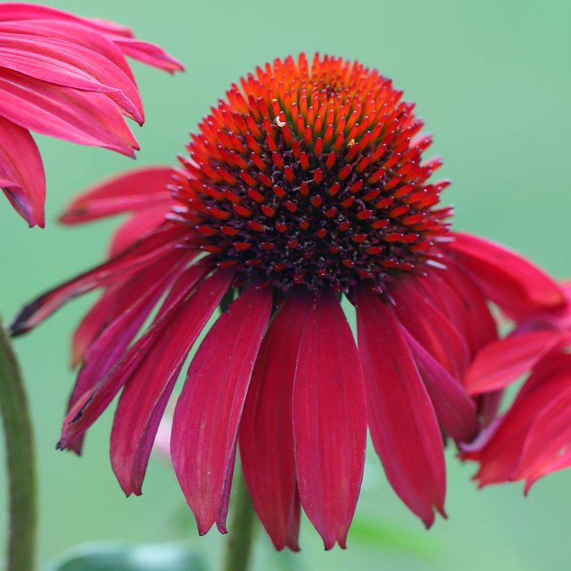 Equinácea Sombrero Baja Burgundy (Floração)