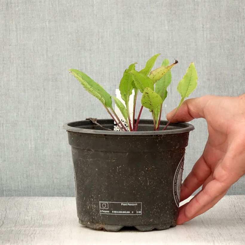 Amostra de Equinácea Sombrero Baja Burgundy Vaso de 2 L/3 L tal como entregue no verão