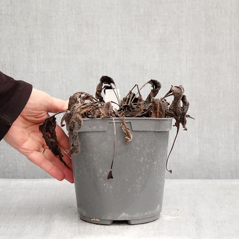 Amostra de Equinácea Sombrero Baja Burgundy Vaso de 2 L/3 L tal como entregue no inverno