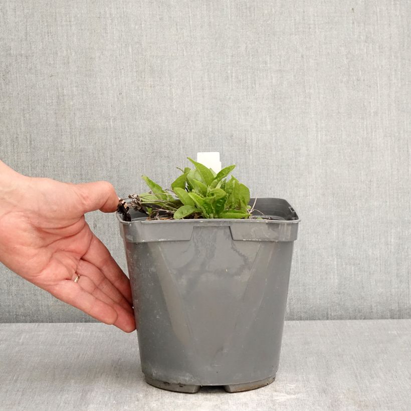 Amostra de Equinácea Sombrero Baja Burgundy Vaso de 2 L/3 L tal como entregue na primavera