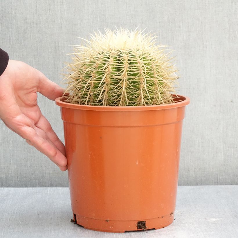 Amostra de Echinocactus grusonii var. albispinus Vaso de 4 L/5 L tal como entregue no outono
