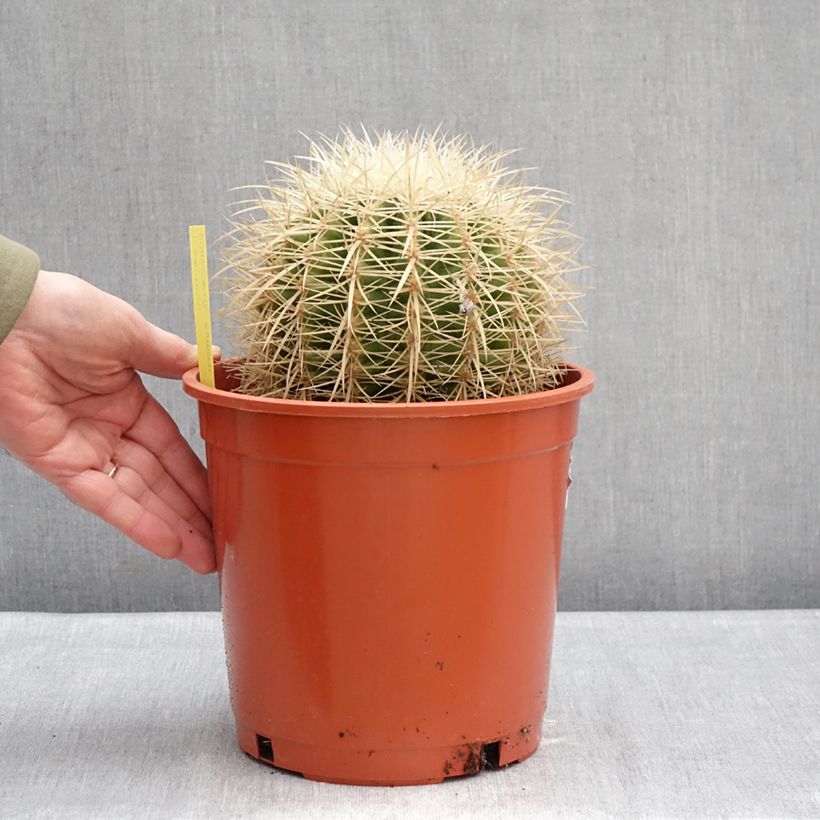 Amostra de Echinocactus grusonii var. albispinus - Coussin de Belle-mère Pot de 4L/5L tal como entregue no inverno