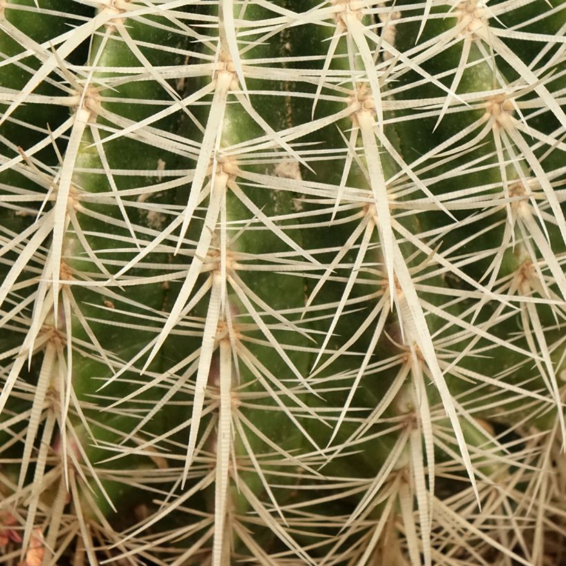 Echinocactus grusonii var. albispinus (Folhagem)