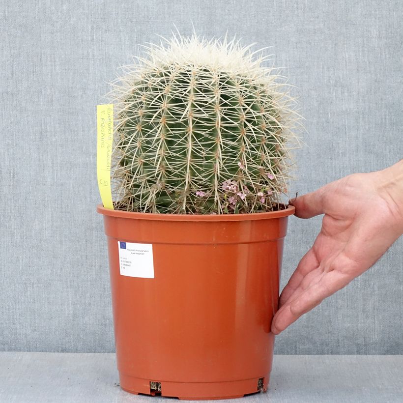 Amostra de Echinocactus grusonii var. albispinus Vaso de 4 L/5 L tal como entregue na primavera