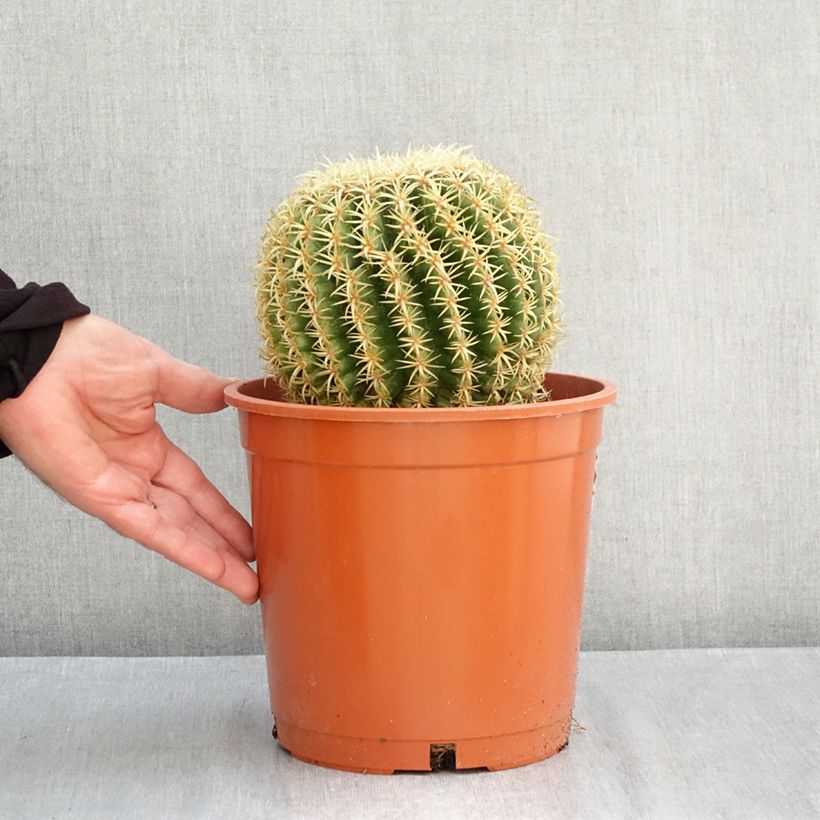 Amostra de Echinocactus grusonii var. brevispinus Vaso de 4 L/5 L tal como entregue no outono