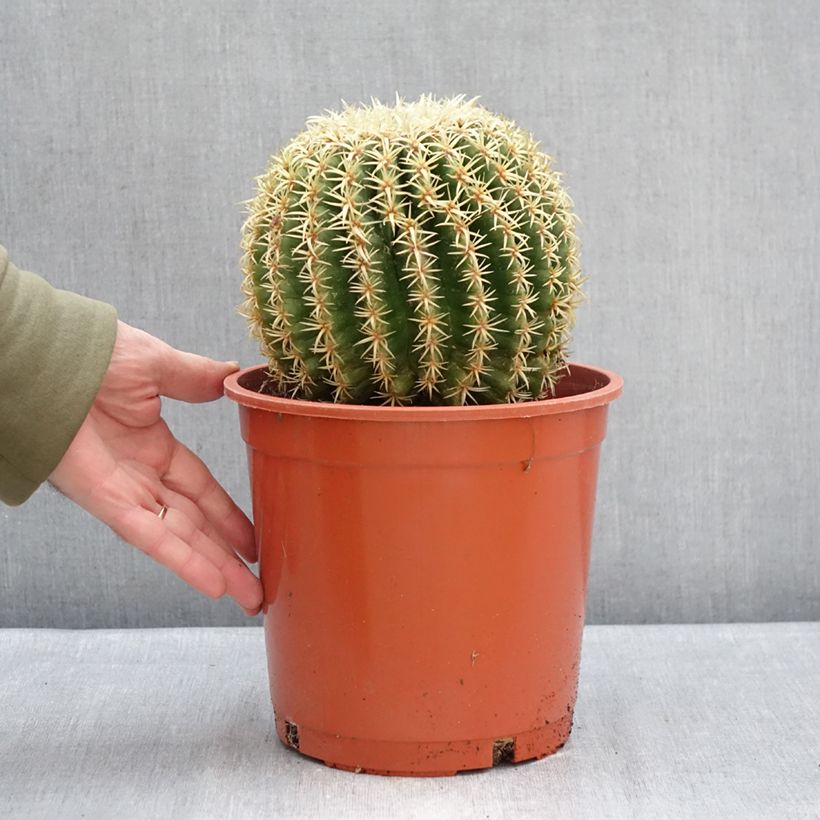 Amostra de Echinocactus grusonii var. brevispinus - Coussin de Belle-mère Pot de 4L/5L tal como entregue no inverno