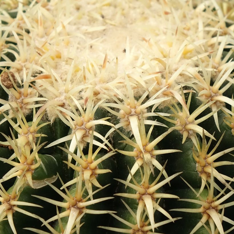 Echinocactus grusonii var. brevispinus (Folhagem)