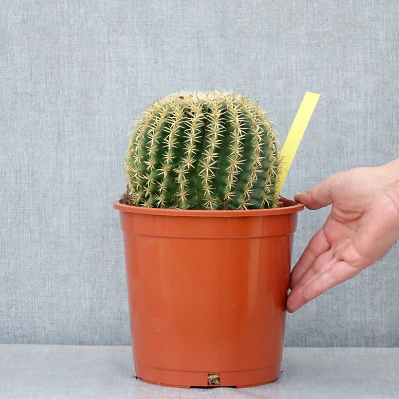 Amostra de Echinocactus grusonii var. brevispinus Vaso de 4 L/5 L tal como entregue na primavera