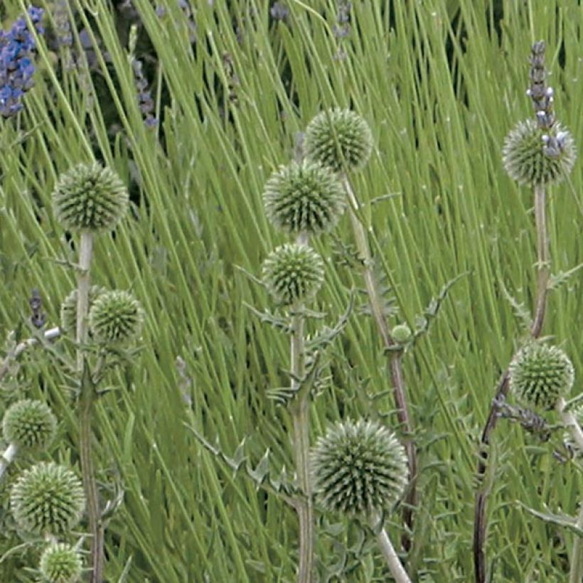 Cardo-bola Arctic Glow - Echinops sphaerocephalus (Floração)