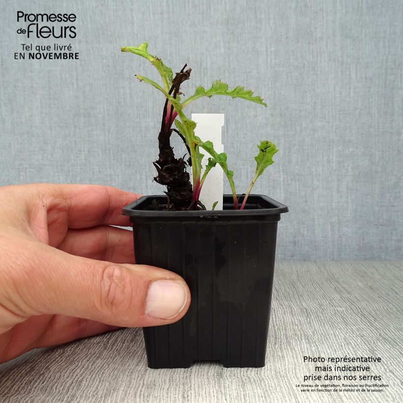 Amostra de Cardo-azul Blue Globe - Echinops bannaticus Vaso de 8/9 cm tal como entregue no outono
